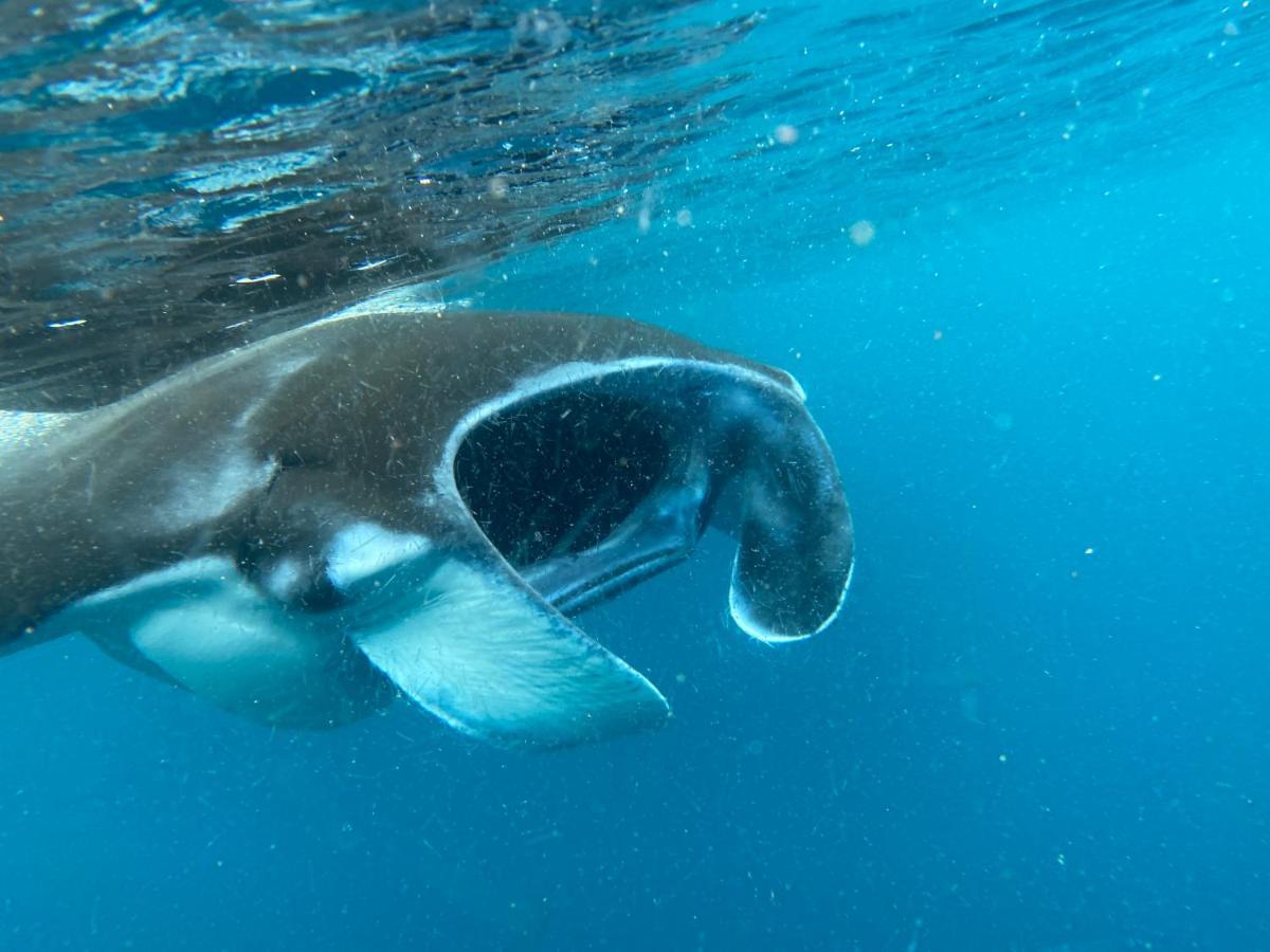 Warahnus Dive Homestay Kri Exteriör bild